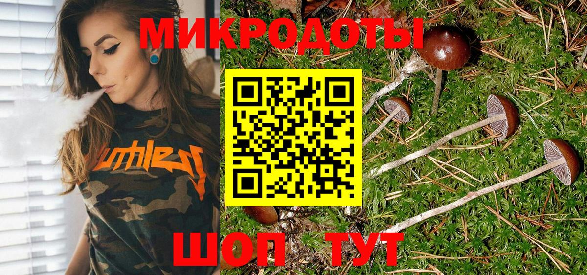 Псилоцибиновые грибы Psilocybe Тольятти